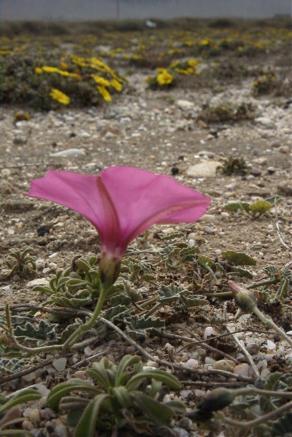 2007-04-04-062-Convolvulus