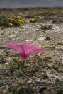 2007-04-04-063-Convolvulus