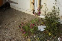 2007-04-04-069-Mallow