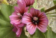 2007-04-04-070-Mallow