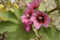2007-04-04-071-Mallow