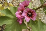 2007-04-04-072-Mallow