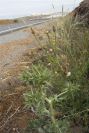 2007-04-04-077-Grasses