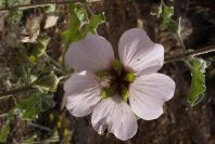 2007-04-04-082-Mallow