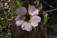 2007-04-04-083-Mallow