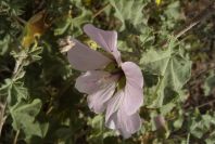 2007-04-04-084-Mallow