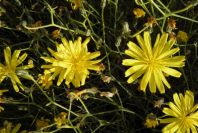 2007-04-04-085-Unknown-yellow
