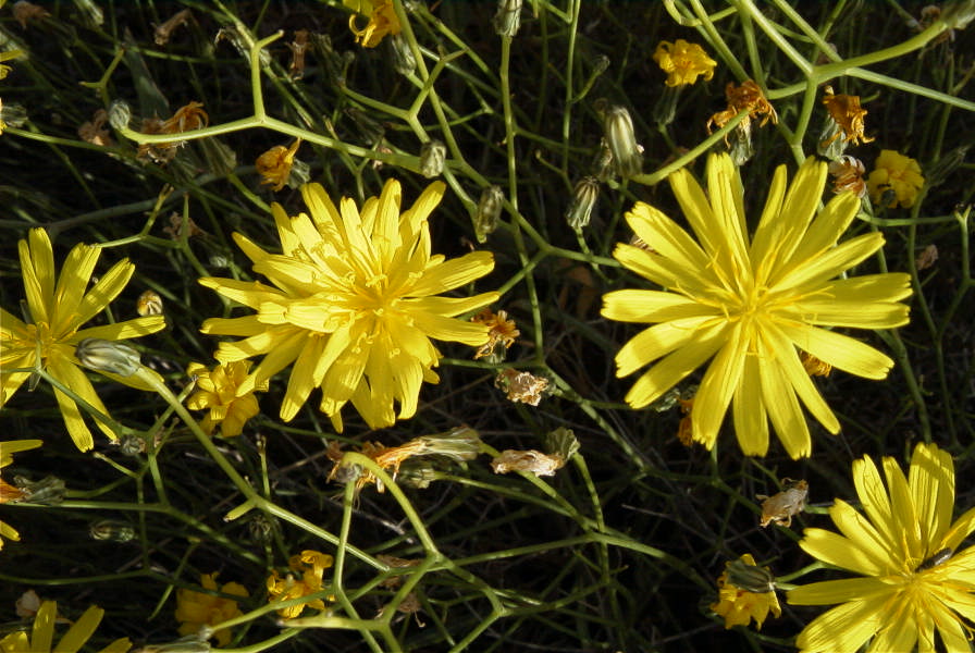 2007-04-04-085-Unknown-yellow