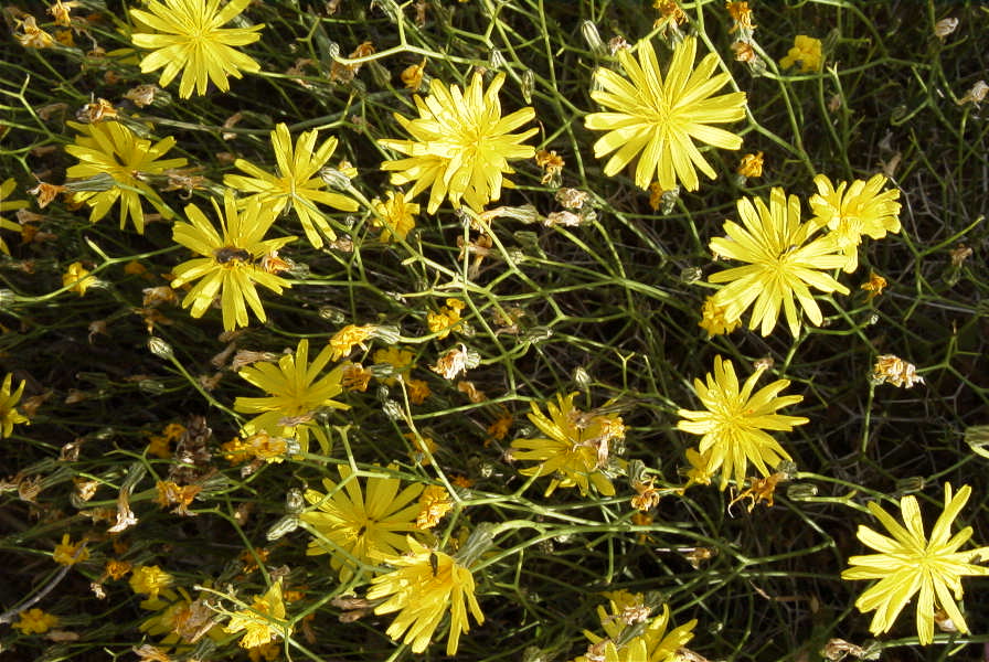 2007-04-04-086-Unknown-yellow