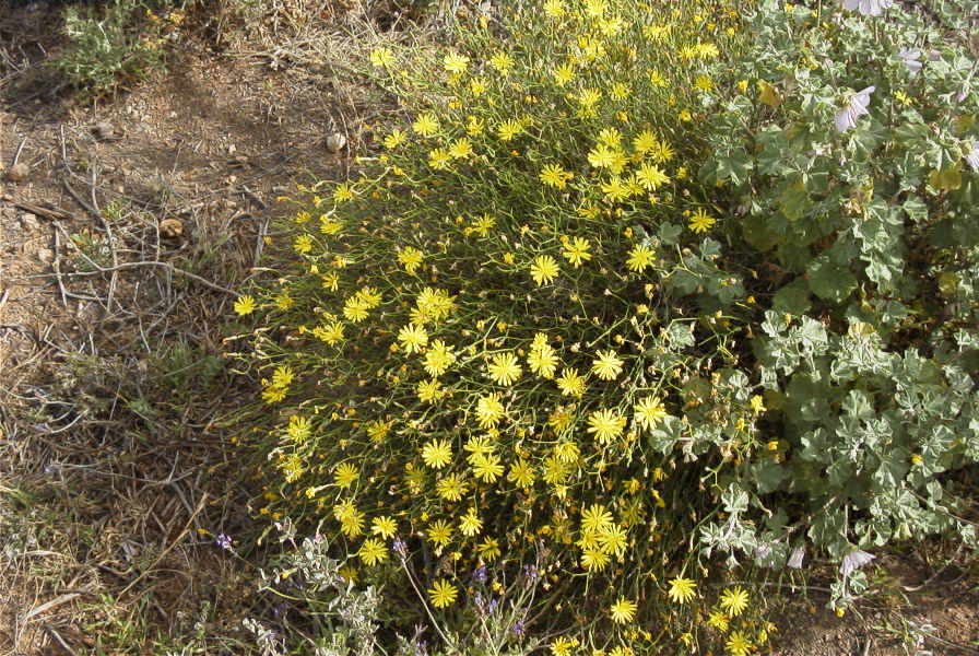 2007-04-04-087-Unknown-yellow