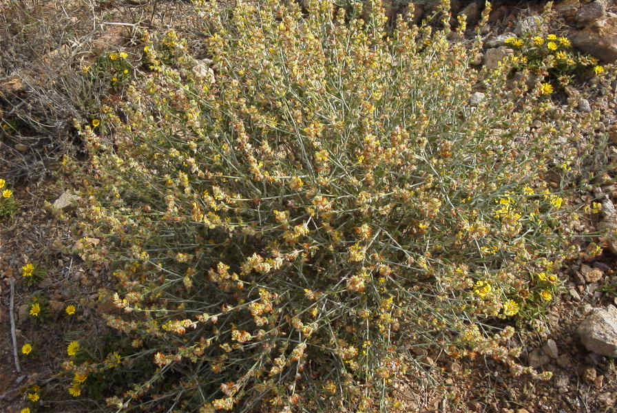2007-04-04-088-Unknown-yellow