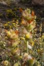 2007-04-04-089-Unknown-yellow