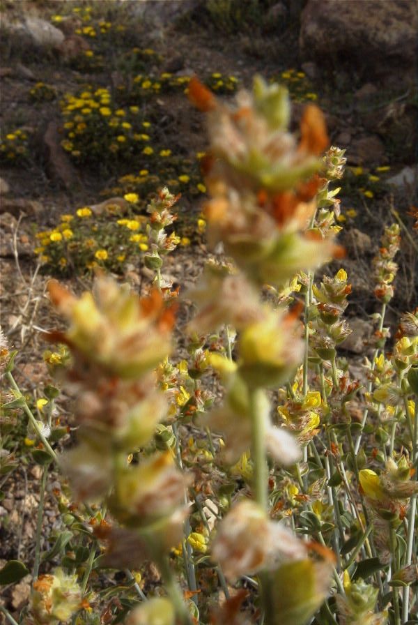 2007-04-04-089-Unknown-yellow