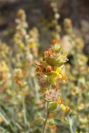2007-04-04-090-Unknown-yellow
