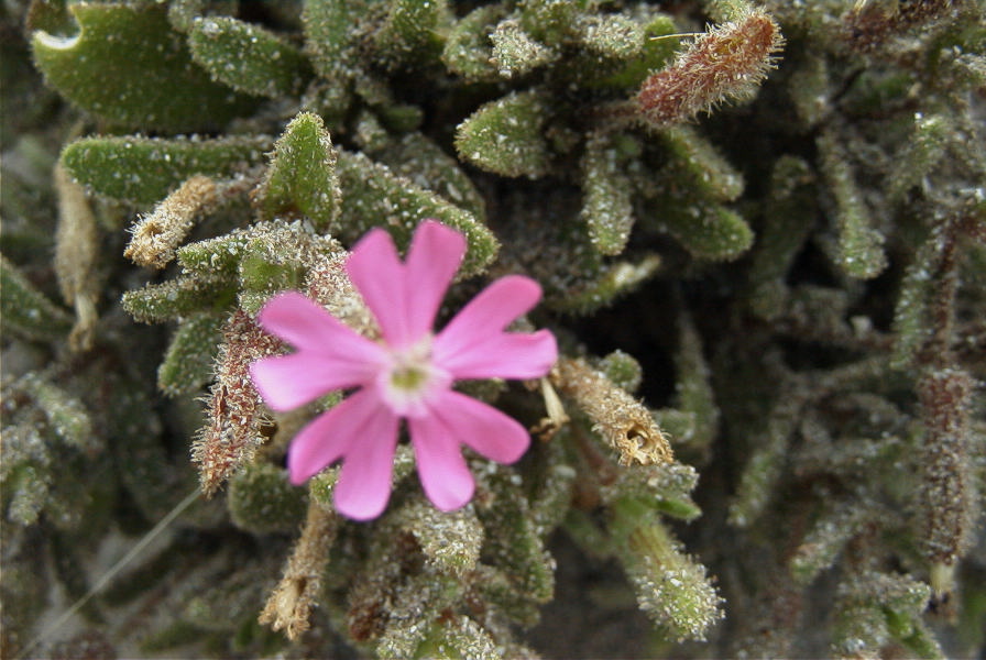 2007-04-04-091-Silene