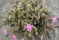 2007-04-04-092-Silene