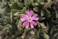 2007-04-04-093-Silene