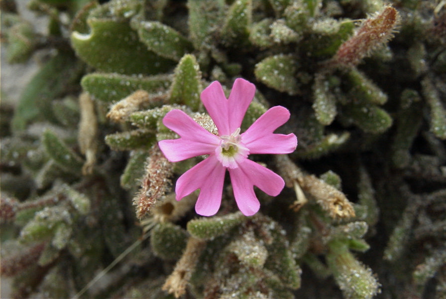 2007-04-04-093-Silene