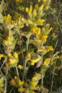 2007-04-04-095-Unknown-yellow