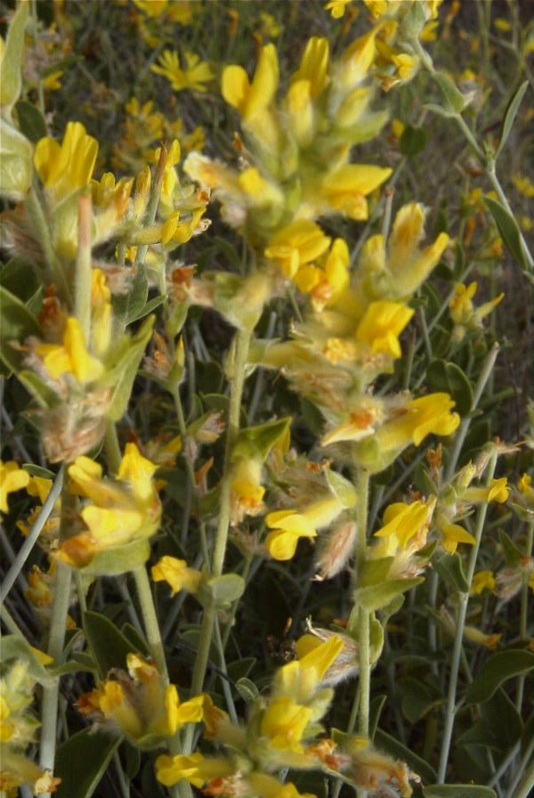 2007-04-04-095-Unknown-yellow