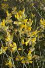 2007-04-04-096-Unknown-yellow