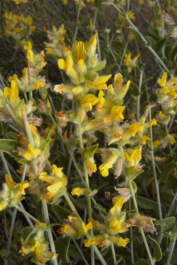 2007-04-04-096-Unknown-yellow