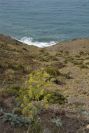 2007-04-04-098-Ferrula