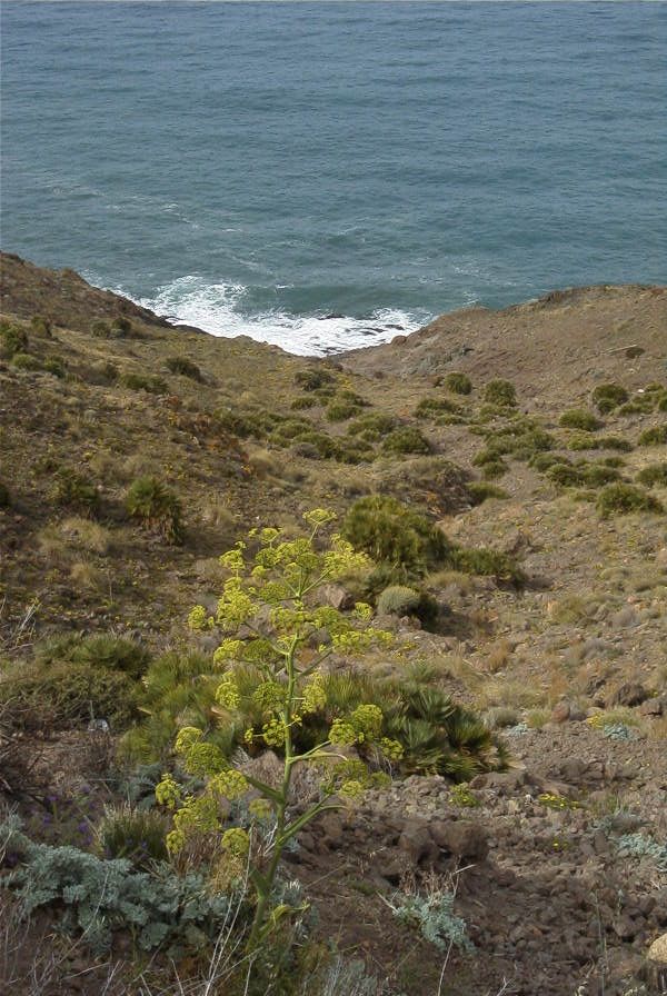 2007-04-04-098-Ferrula