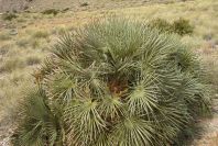 2007-04-04-102-Palm