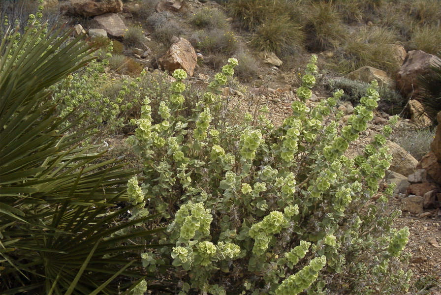 2007-04-04-109-Green-unknown