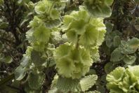 2007-04-04-110-Green-unknown