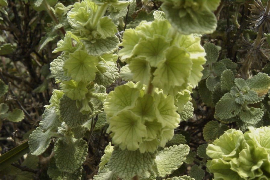 2007-04-04-110-Green-unknown