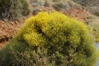 2007-04-04-111-Yellow-unknown
