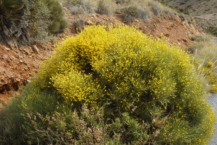 2007-04-04-111-Yellow-unknown