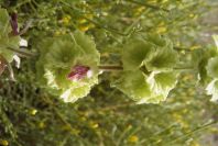 2007-04-04-112-Green-unknown