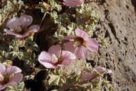 2007-04-04-121-Mallow