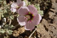 2007-04-04-122-Mallow