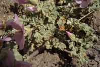 2007-04-04-123-Mallow