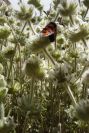 2007-04-04-127-Unknown-white