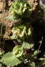 2007-04-04-129-Unknown-green