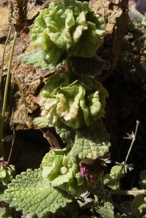 2007-04-04-129-Unknown-green