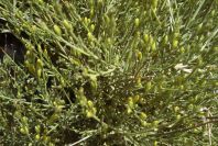 2007-04-04-130-Unknown-yellow