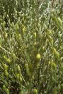 2007-04-04-131-Unknown-yellow