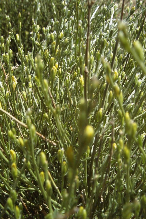 2007-04-04-131-Unknown-yellow