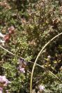 2007-04-04-132-Thyme