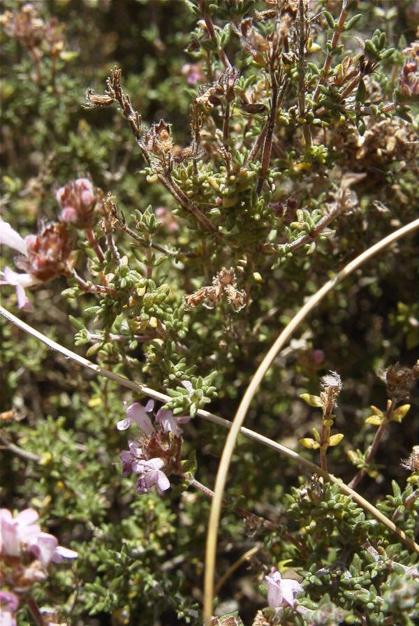2007-04-04-132-Thyme