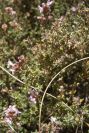 2007-04-04-133-Thyme