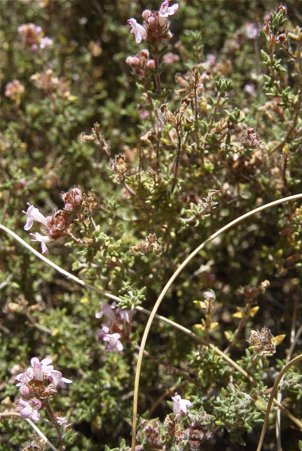 2007-04-04-133-Thyme