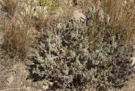 2007-04-04-135-Lavendula-dentata