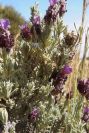 2007-04-04-136-Lavendula-dentata